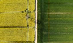 Two fields. The grass is greener in one.