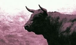 a pink bull
