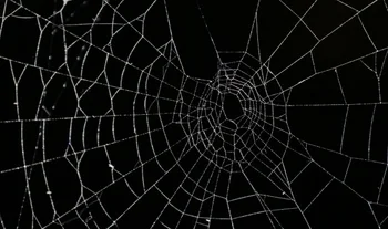 spiders web