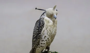 a bird of prey in a hood 