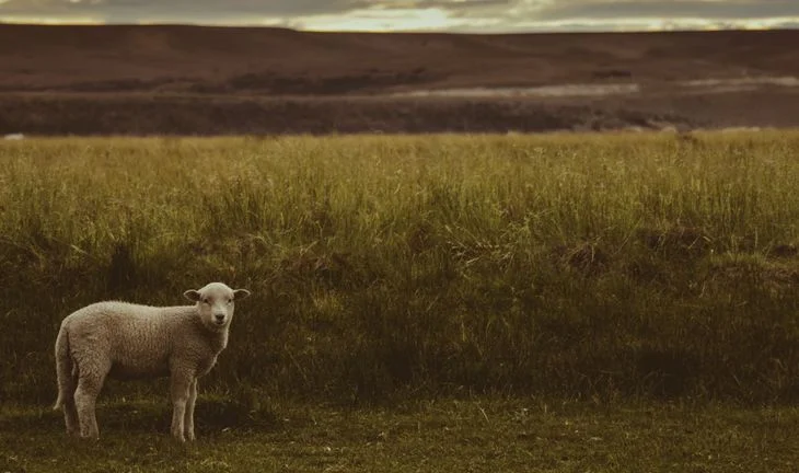 a lamb in a field 