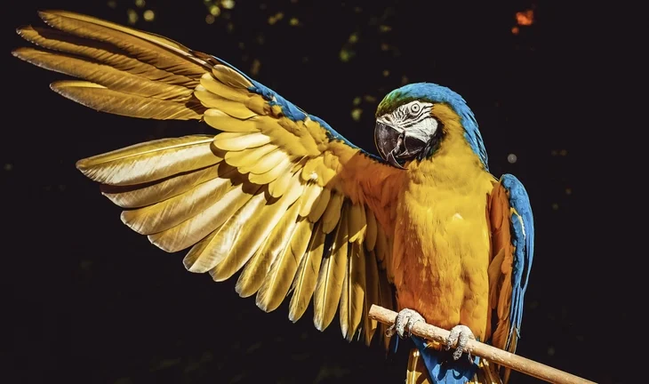 a parrot