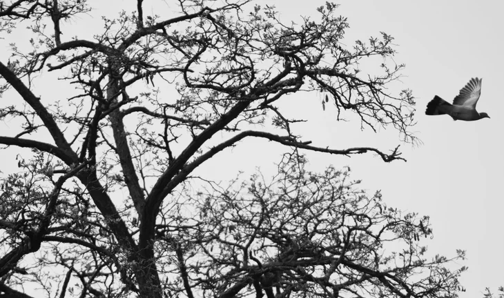 a bird flying away