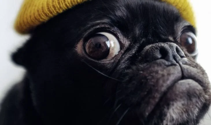 a worried dog