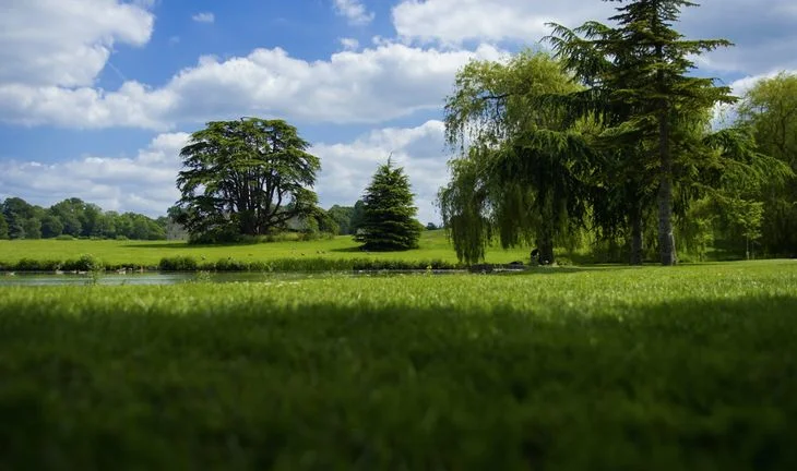 grassy field with trees