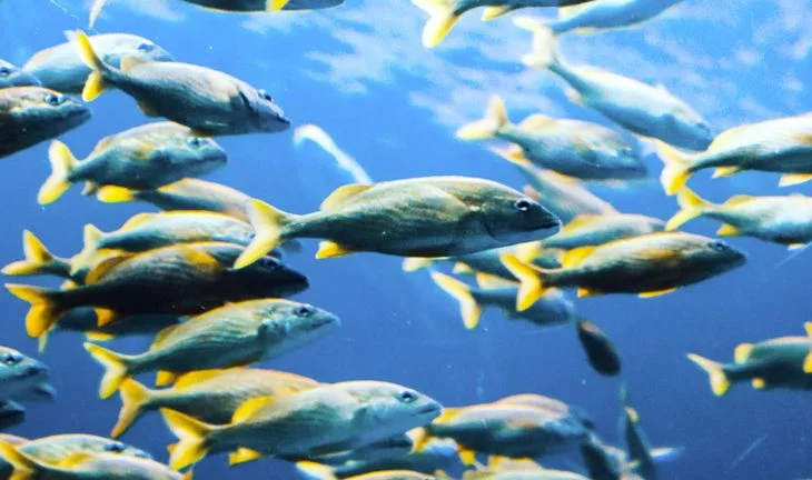 The other hedge fund with 40,000 students applying for 100 internships 