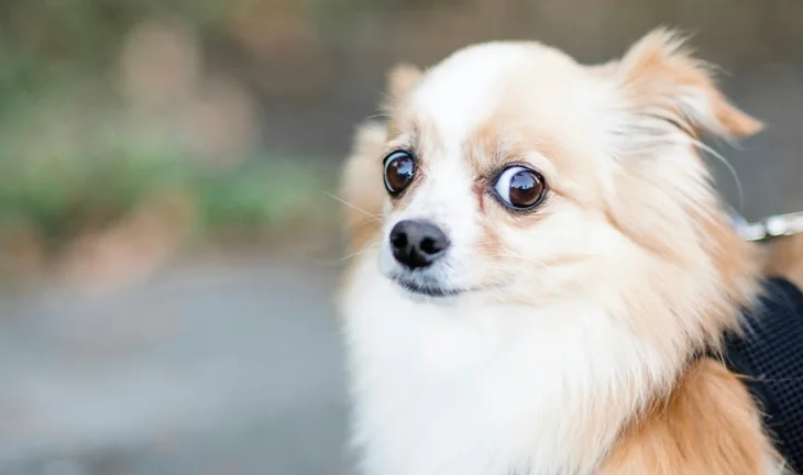a wary dog