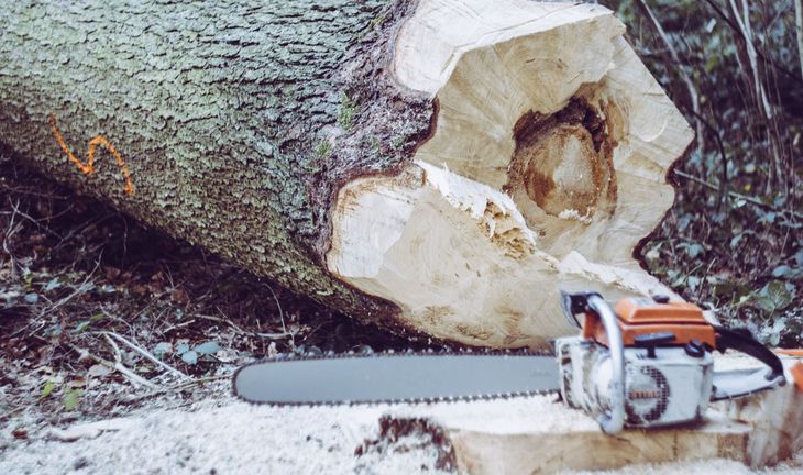 chainsaw and wood 