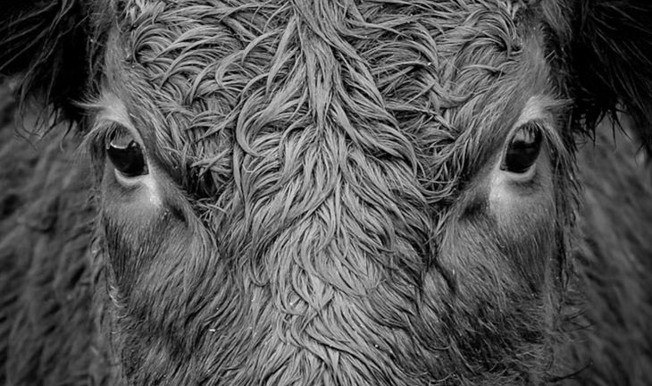 eyes of a bull