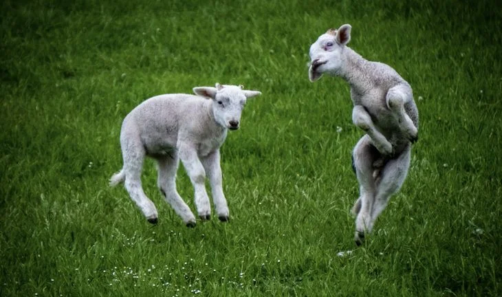 spring lamb