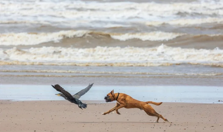 a dog chasing a bird on a beach