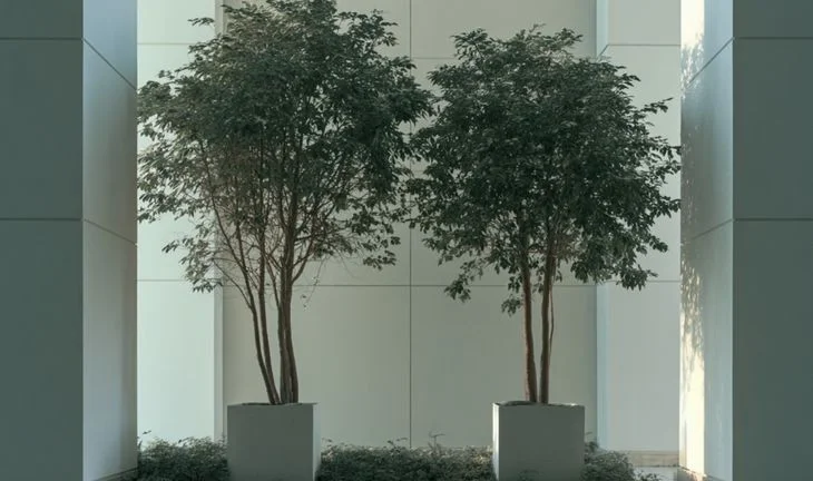 two trees