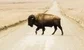 HSBC's cuts: "Too many buffaloes, not enough hunters"
