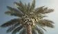 The ultimate post-bonus trade is leaving for a hedge fund in the UAE