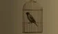 bird inside a golden cage 